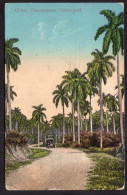 Cuba - 1915 - A Cuban Road - Kuba