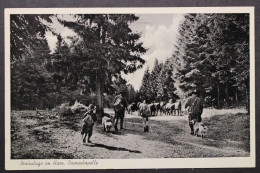 Braunlage, Damenkapelle, Rinder Ziehen Auf Harzer Bergwiese - Otros & Sin Clasificación