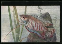 AK Trichogaster Fasciatus Bl. & Schn., Gebänderter Fadenfisch & Gestreifter Gurami  - Poissons Et Crustacés