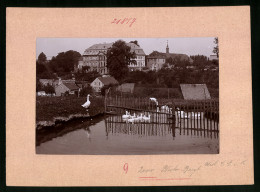 Fotografie Brück & Sohn Meissen, Ansicht Mittweida, Gänseteich Mit Blick Auf Das Rittergut Neusorge  - Lieux