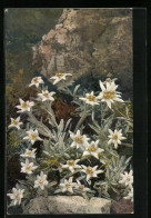 Künstler-AK Photochromie Serie 549 Nr. 1226: Leontopodium Alpinum, Alpen-Edelweiss  - Autres & Non Classés