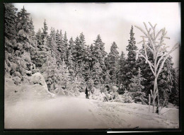 Fotografie Brück & Sohn Meissen, Ansicht Bärenfels I. Erzg., Mann Im Tiefen Schnee Blickt Nach Dem Ort Aus Dem Wald  - Orte