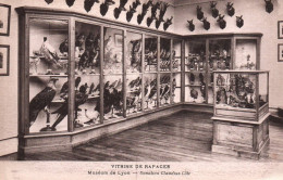 Lyon (Muséum) - Vitrine De Rapaces - Autres & Non Classés