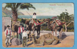 1152 SPAIN ESPAÑA ISLAS CANARIAS TENERIFE TRANSPORTE EN CAMELLOS RARE POSTCARD - Tenerife