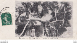 O26- LE CAIRE - L 'ARBRE DE LA VIERGE , A MATARICH   - Cairo