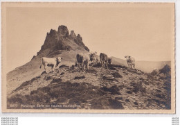 J15- SUISSE - PATURAGE DANS LES HAUTES MONTAGNES -  ( PHOTOTYPIE Co , NEUCHATEL - 2 SCANS ) - Neuchâtel