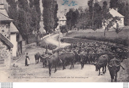 AUVERGNE - TROUPEAUX DESCENDANT DE LA MONTAGNE + TAMPON MILITAIRE HOPITAL TEMPORAIRE N°10 CLERMONT FERRAND ( 2 SCANS ) - Auvergne Types D'Auvergne