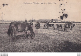 J21-47) AGEN - CHATEAU DE PELISSIER  - ( CHEVAUX - 2 SCANS ) - Agen