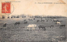 19-ARNAC POMPADOUR-LE HARAS-POULINIERES-N 6011-C/0365 - Arnac Pompadour