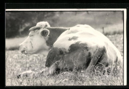 Foto-AK Liegende Kuh Auf Einer Wiese  - Kühe