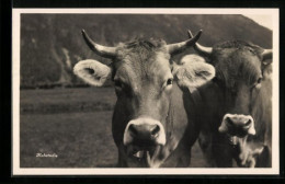 AK Zwei Kühe, Kuhstudie  - Cows