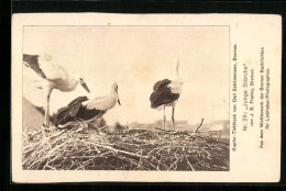 AK Junge Störche Im Nest  - Birds