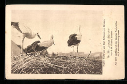 AK Drei Junge Störche Im Nest  - Birds