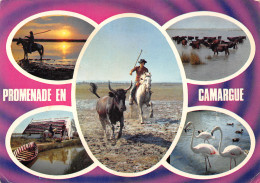 13-CAMARGUE-N°4023-B/0285 - Other & Unclassified