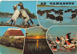 13-EN CAMARGUE-N°4024-A/0083 - Other & Unclassified