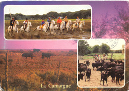 13-CAMARGUE-N°4023-D/0335 - Other & Unclassified