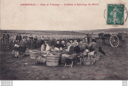 A29-51) AMBONNAY (MARNE) SCENE DE VENDANGES - CUEILLETTE ET EPLUCHAGE DES RAISINS - Sonstige & Ohne Zuordnung