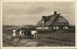 72251144 Sylt Reetdachhaus Kuehe Insel Sylt - Sylt