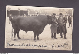 Belle Carte Photo Concours Agricole De Paris Juin 1923 Elevage Bovin Taureau Durham De 4 Ans (58120) - Viehzucht