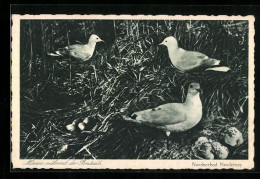 AK Norderney, Möven Während Der Brutzeit  - Birds