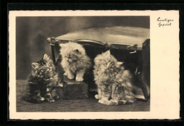 AK Drei Katzenwelpen Vor Einem Koffer  - Chats
