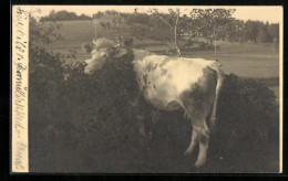 AK Kuh In Einem Gebüsch  - Kühe