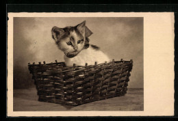 AK Katzenjunges In Einem Spankörbchen  - Gatos