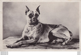 O10- CHIEN - CARTE PHOTO - BOXER - DOG - (  2 SCANS ) - Dogs