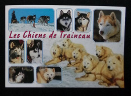 Cp, Animaux, Les Chiens De Traineau, Multi Vues, écrite, Ed. Cellard - Hunde