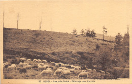 19-USSEL-MOUTONS AU PATURAGE AUX PERROTS-N T6019-C/0393 - Ussel