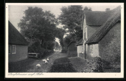 AK Wyk A. Föhr, Dorfstrasse Mit Gänsen  - Föhr