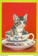 Beau CHAT Ou CHATON Dans Jolie Tasse VOIR DOS - Gatos