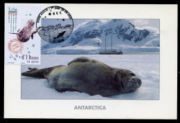 TAAF (2024) Carte Maximum Card - Animaux Sportifs Haut-niveau, Phoque De Weddell, Weddell Seal, Leptonychotes Weddellii - Covers & Documents