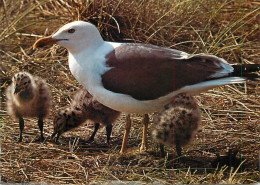 Bird Types Herring Gull With Young Birds - Oiseaux