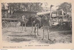 M7- DAKAR - AUTRUCHES DU SENEGAL  - (2 SCANS)  - Senegal