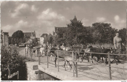 41) NOYERS SUR CHER (LOIR ET CHER)  TROUPEAU DE CHEVRES SE RENDANT A LA PRAIRIE  - (OBLITERATION DE 1960 - 2 SCANS) - Noyers Sur Cher