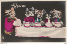 N14- CHAT - CAT - " DEJEUNER " - CHATONS HUMANISES - (EDITEUR R.E.D. -2 SCANS) - Cats