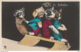 N14- CHAT - CAT - " OP DE BOBSLEE " - CHATONS HUMANISES - SPORT DE NEIGE - LUGE - (EDITEUR R.E.D. -2 SCANS) - Cats