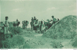 06-17) ILE DE RE - CHARROI DU SEL - TRANSPORT A DOS DE CHEVAL - (2 SCANS) - Ile De Ré