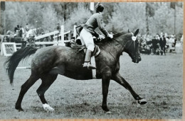 HORSE, PFERD, CAVALLO, CHEVAL, GRAZ, AUSTRIA, ÖSTERREICH - Pferde