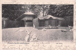 ANVERS - ANTWERPEN - Jardin Zoologique - Les  Daims - 1901 - Antwerpen