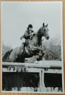 HORSE, PFERD, CAVALLO, CHEVAL, GRAZ, AUSTRIA, ÖSTERREICH - Pferde