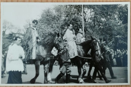 HORSE, PFERD, CAVALLO, CHEVAL, WIEN, AUSTRIA, ÖSTERREICH - Pferde