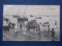 CPA CARTE POSTALE  - MAROC - SCÈNES ET TYPES  - ÉTUDE DE CHAMEAUX - Sonstige & Ohne Zuordnung