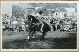 HORSE, PFERD, CAVALLO, CHEVAL, GRAZ, AUSTRIA, ÖSTERREICH - Pferde