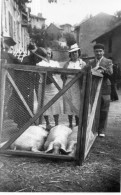 Photographie Photo Amateur Vintage Snapshot Aurillac Cantal Foire Cochon Porc - Orte