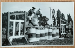 HORSE, PFERD, CAVALLO, CHEVAL, GRAZ, AUSTRIA, ÖSTERREICH - Pferde