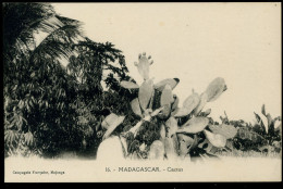 Madagascar Cactus Compagnie Française Majunga - Madagascar