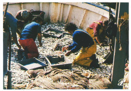 CPSM / CPM 10.5 X 15 Prestige Images De France Retour De La Pêche à La Sardine   Le Tri Des Poissons Dans Le Bateau * - Languedoc-Roussillon