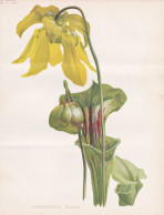 Sarracenia Flava - Yellow Pitcherplant Gelbe Schlauchpflanze Carnivorous Plant / Virgina Florida North America - Prints & Engravings